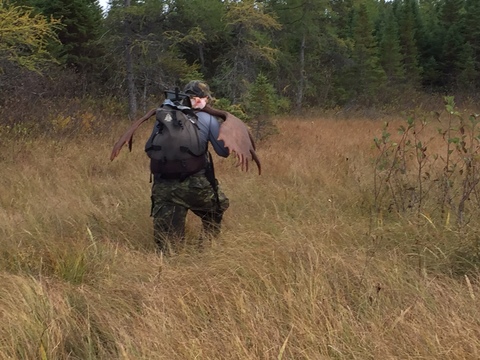 Moose Hunting Newfoundland Victoria Outfitters