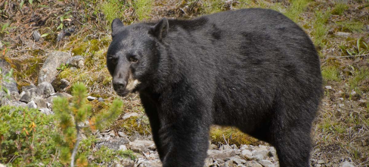 Banner for Bear Hunting